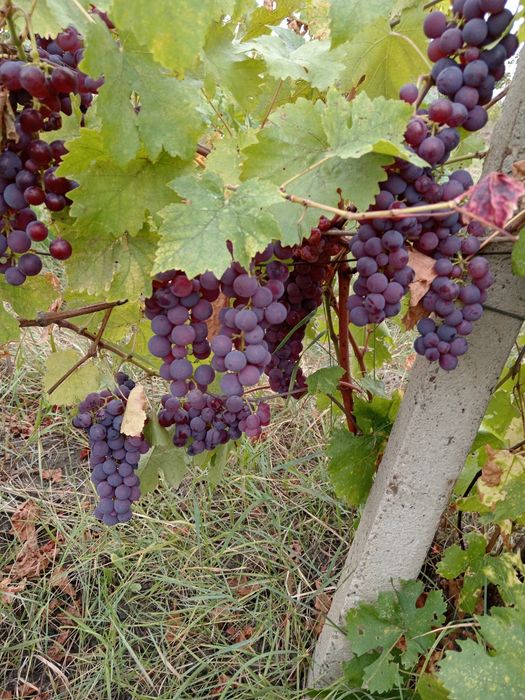 Vând struguri pentru vin