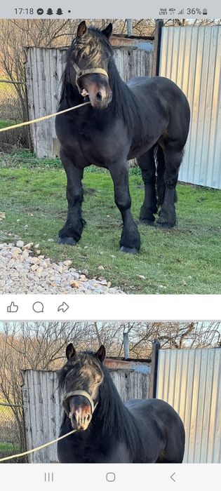 Vând un mânz de 3 ani