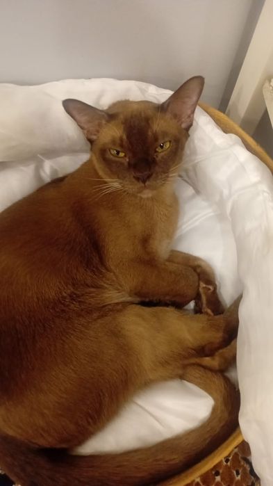 Европейская БУРМА