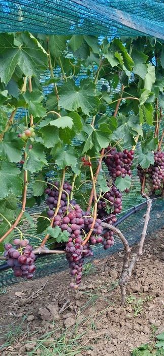 Teren intravilan de vânzare în Viisoara, județul Bihor- zonă liniștită