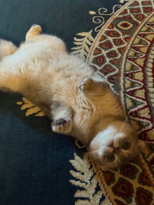 Шотландский вислоухий кот (Scottish Fold) ищет новый дом