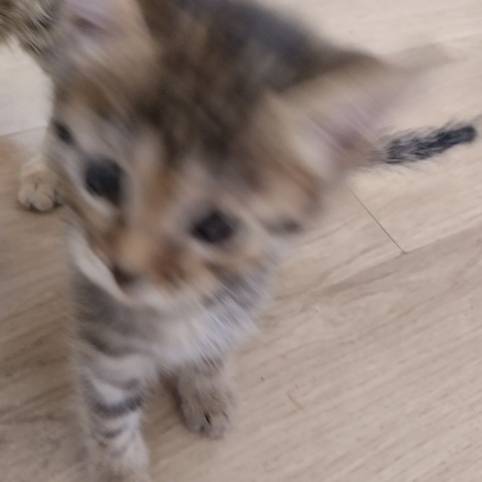 Котенок мальчик полосатый серый