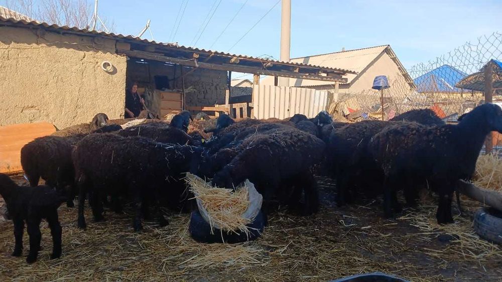 Кой бар адеми пародисты