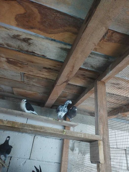 Vand porumbei voiajori germani,jucatori si pestriti etc