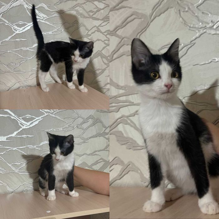 Котята в добрые руки.