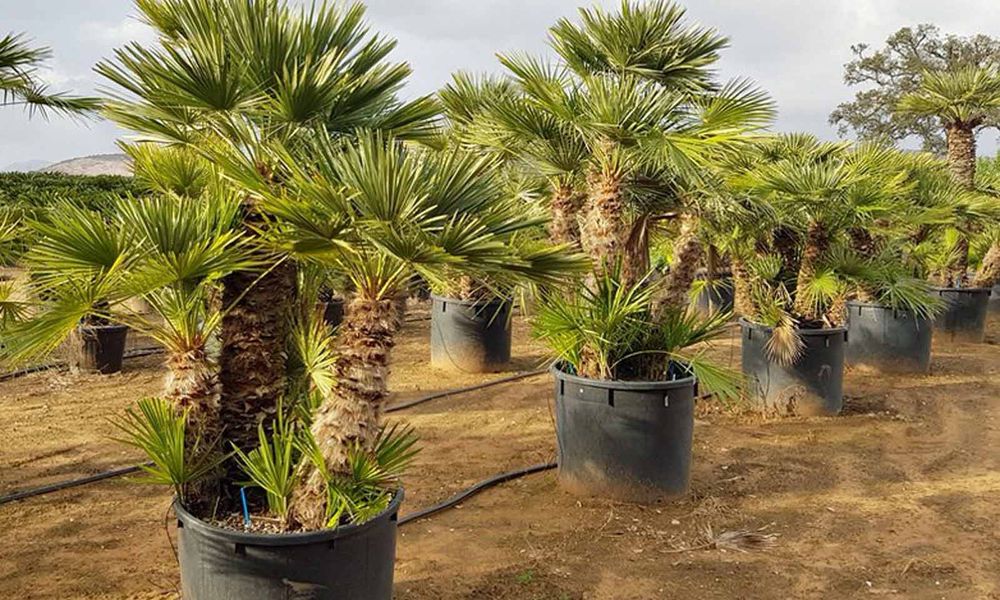 Palmieri Phoenix Canariensis, Trachycarpus fortunei, Chamaeros Excelsa, Washingtonia, Humilis Cycas Sagotier, Bambus, Yucca rostrata.