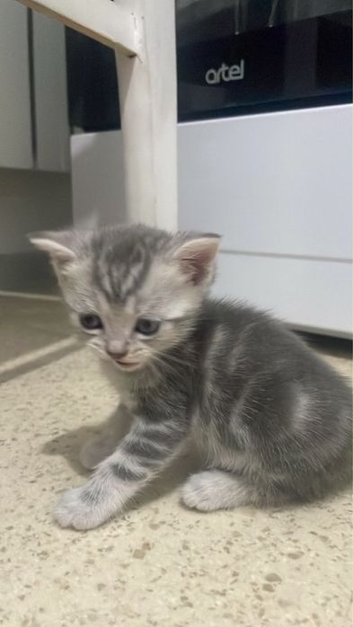 Британские котята