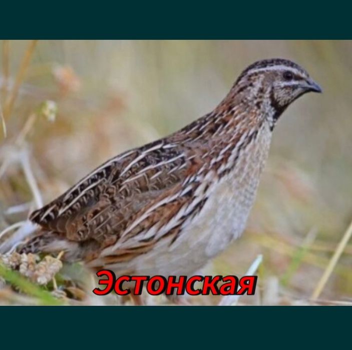 Перепелиные яйцы