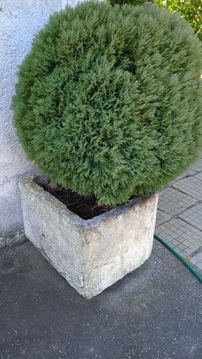 Бетонни саксии ,масивни.