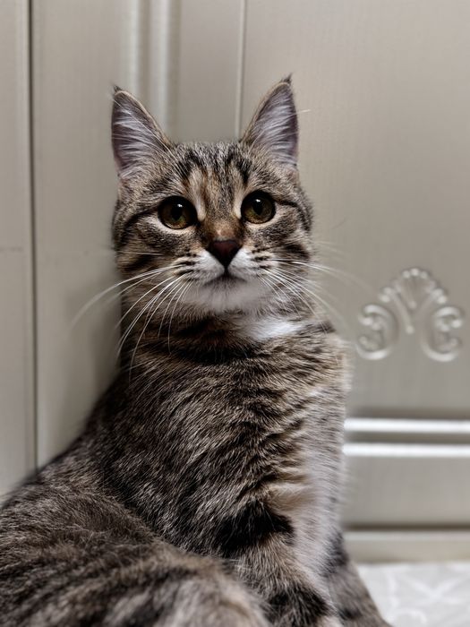 Котенок 8 месяцев девочка