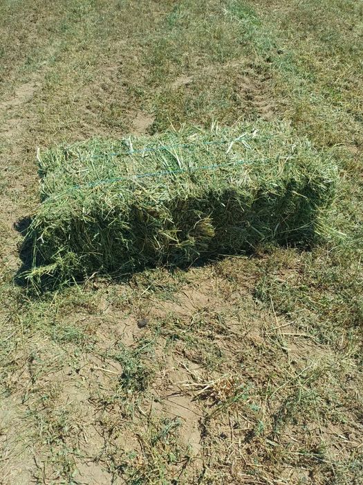 Vând baloti de lucernă