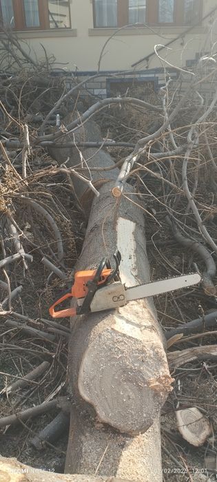 Обрезка дерева Дарахт кесиш Daraxt kesish