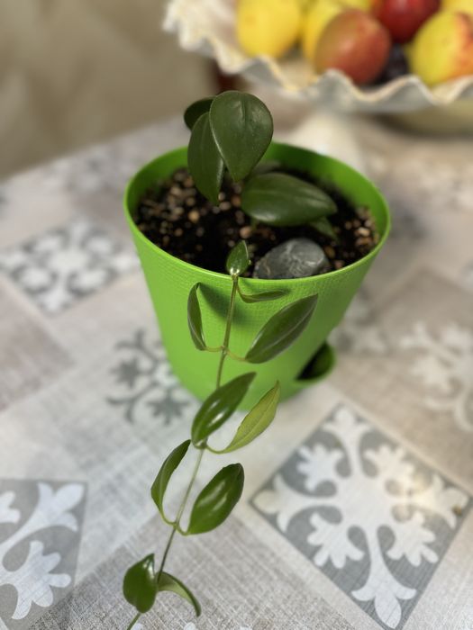 Комнатные цветы.