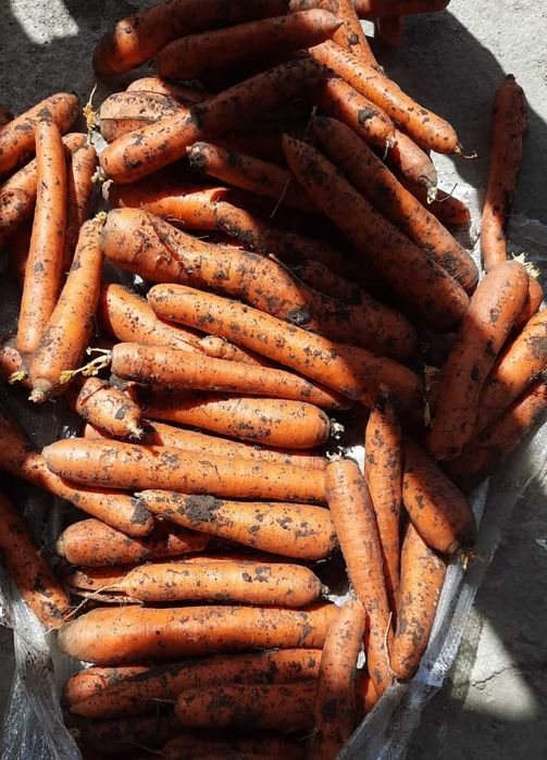 Vand morcovi,extra calitate