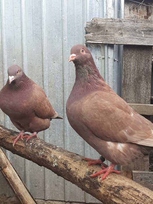 Porumbei Texani 2025