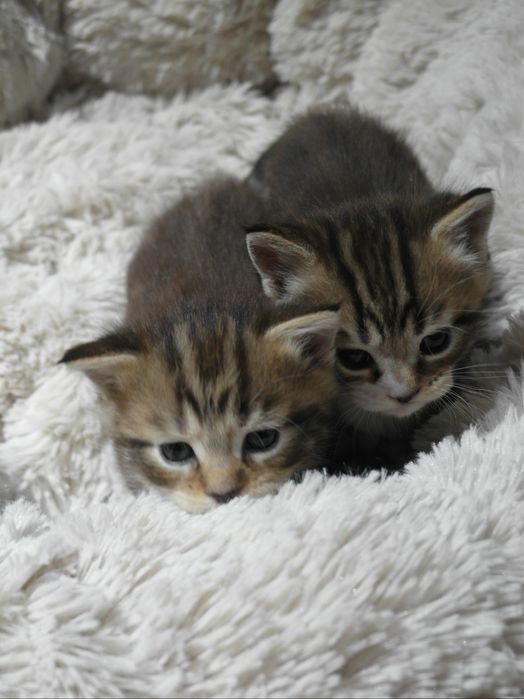 Котята породистые(БРОНЬ НА МАРТ)