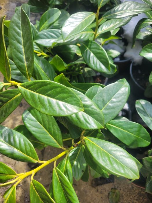 Laur englezesc ±40 cm - foarte ramificat, la ghiveci