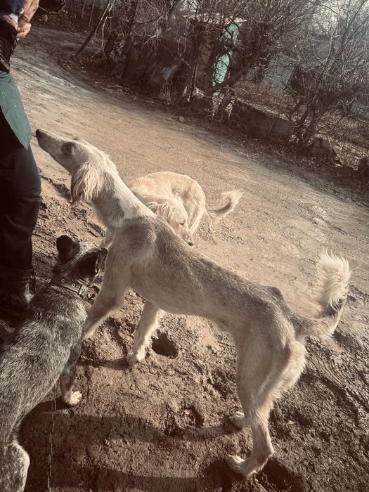 Срочно продам тазы