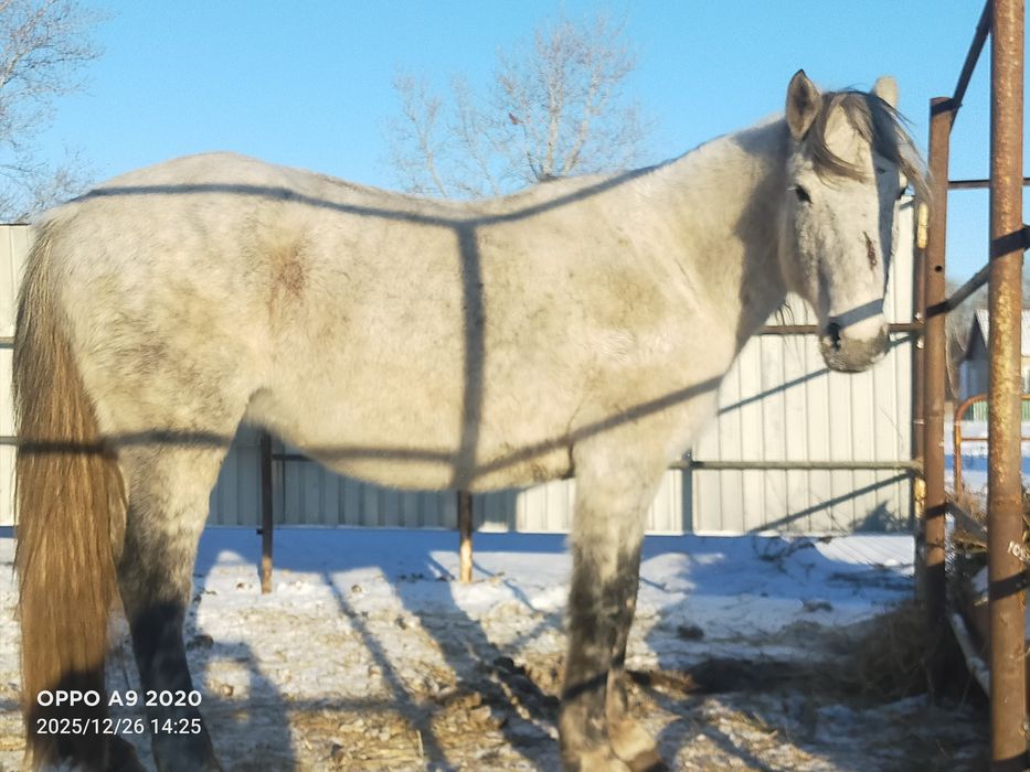 Бие 6 жасар Чаглинка