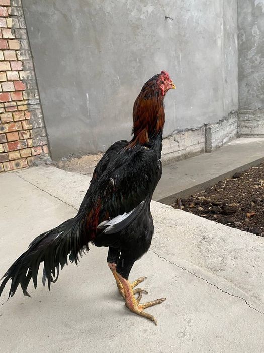 Dakan xoroz sotiladi