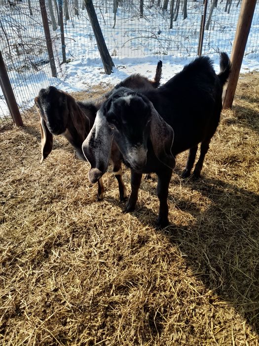 Vand țapi anglo-nubieni sau schimb cu oi