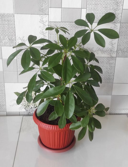 Продам комнатные цветы.