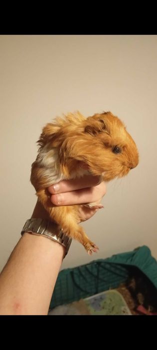 Dau spre adopție porcușori de Guinea