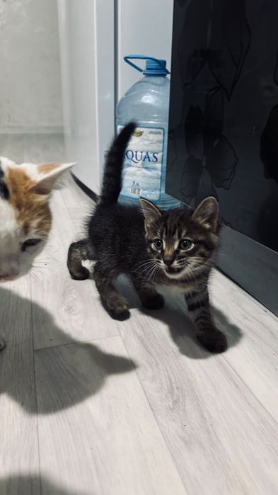 Отдам котят в добрые руки.