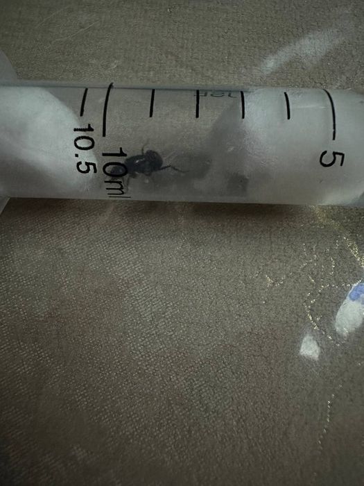 Messor сf structur очень дёшево