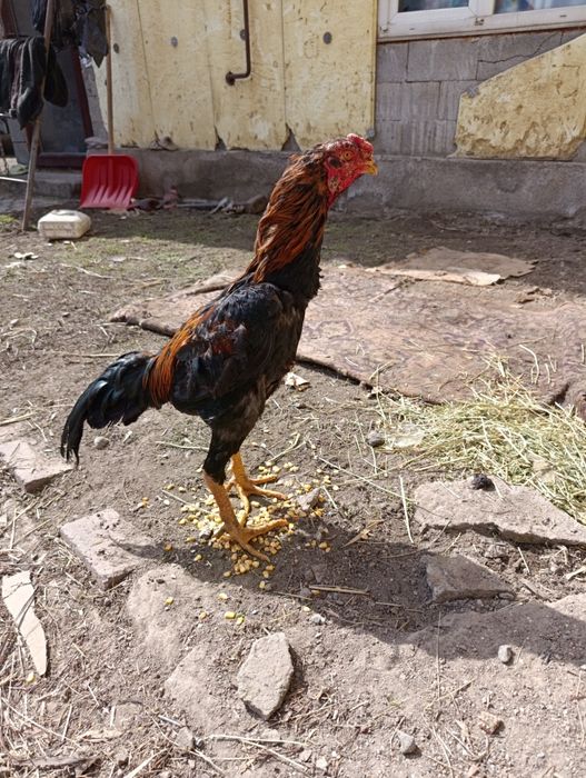 Продам петуха майский