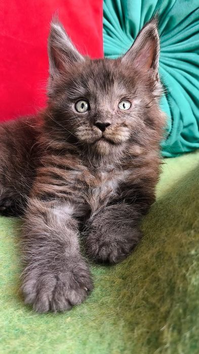 "МЕЙН- КУНЫ". Котята , Питомник- элитные крови