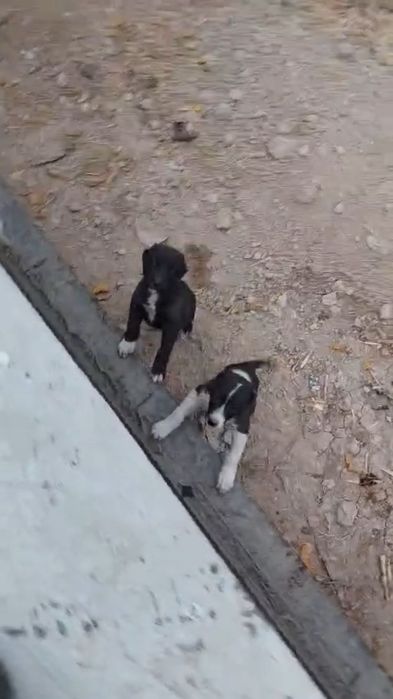 Ассалаумағалейкум күшік  сатылады 3айдан аскан ұргашы