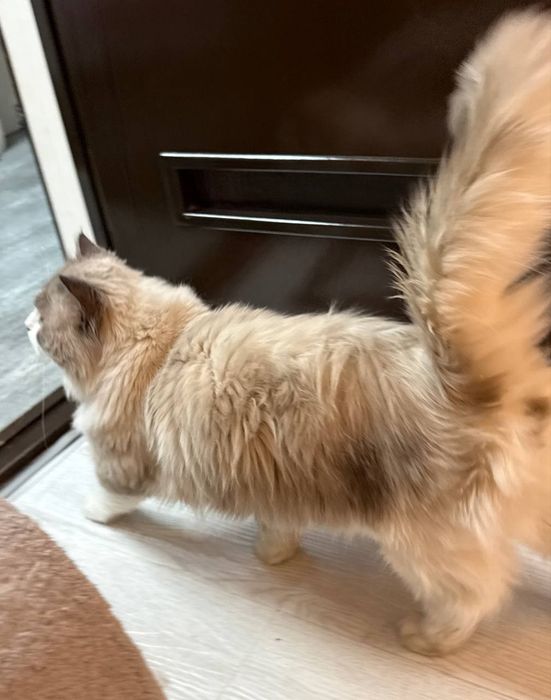 Продаётся  Регдолл кот!!!