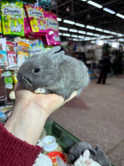 Декоративные кролики новое поступление