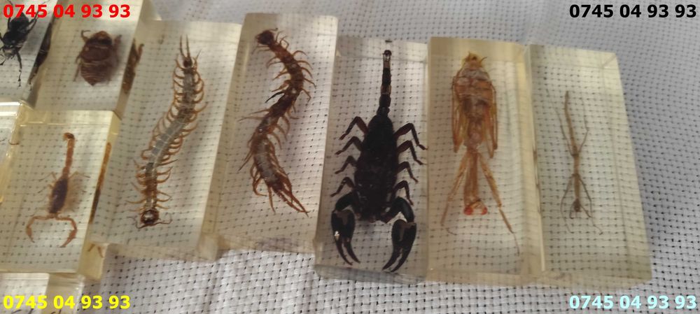 insecte seria Deagostini pret pe bucata