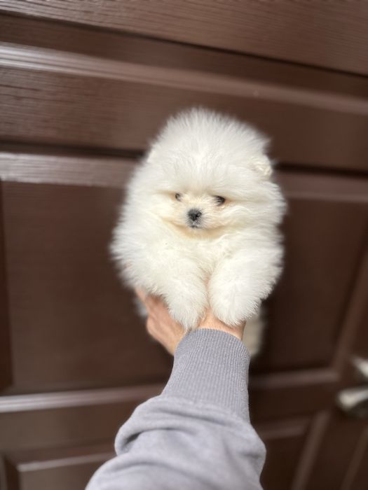 Мини Померан.