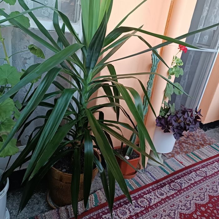 Продавам саксийно цвете Юка