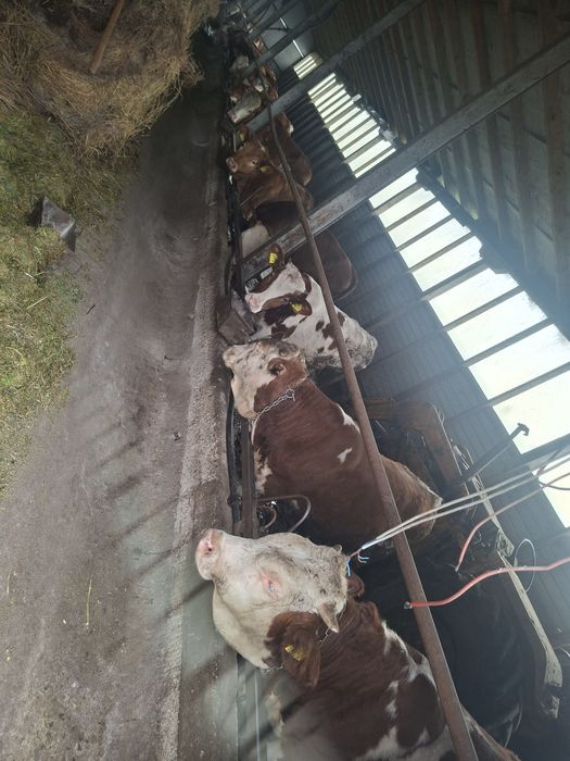 Vand 4 taurasi si 9 vițele
