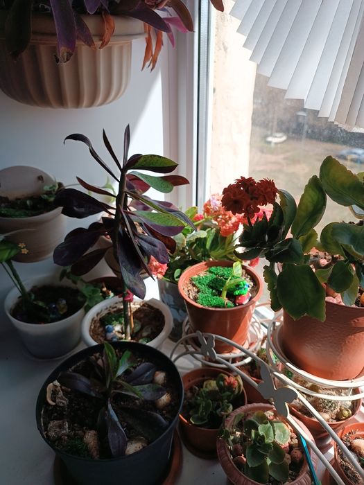 Цветы  каланхоэ итд