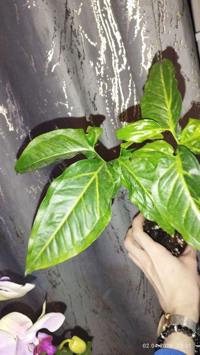 Продается Шикарный Сингониум Ангустатум