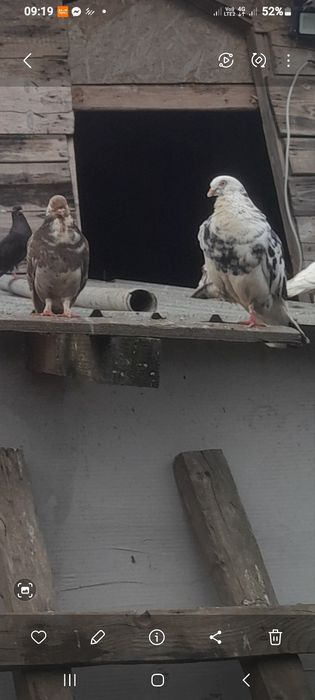 Porumbei olament de vânzare