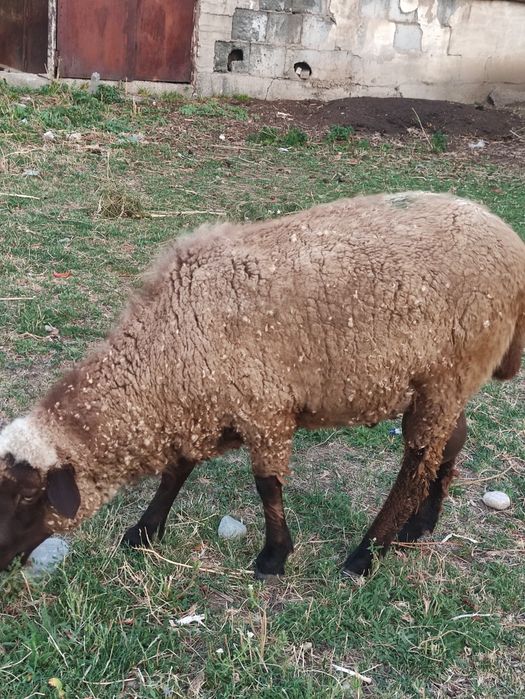 Продам кошкара, 1.5 года