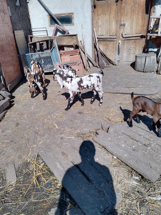 Masculi anglo nubian