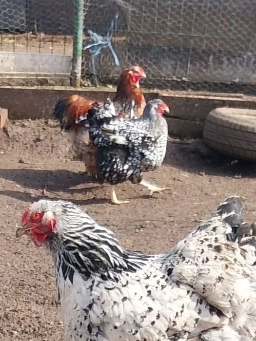 Oua pui Brahma, Mai am si alte rase!