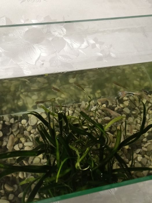 Продаётся аквариум с рыбками