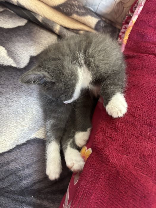 Отдаём маленких котят