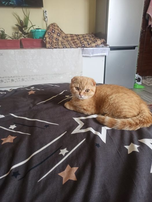 Котенок  Шотландский