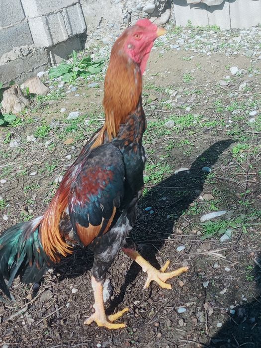 Дакан кораз сатылады