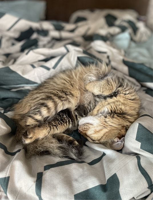 Кошечка ищет дом