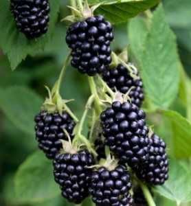 Mur de cultura, plante la ghiveci.